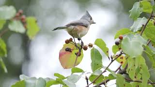 Tufted Titmouse