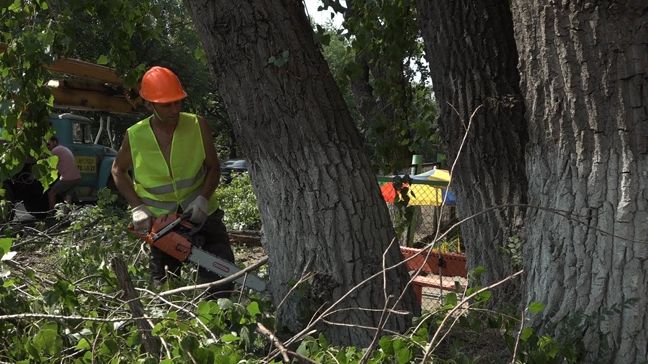 Обрезка и снос. В Ульяновске спилили 103 аварийных дерева и срезали ...