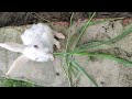 My cute rabbit grazing grass on wall#shorts