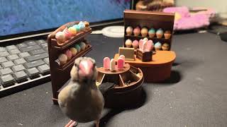 Java finches raiding the store (Day 100)