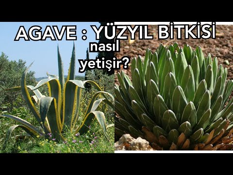 Video: Agave Nerede Büyür? Hangi Kıtada Bulunur? Bitkinin Anavatanı