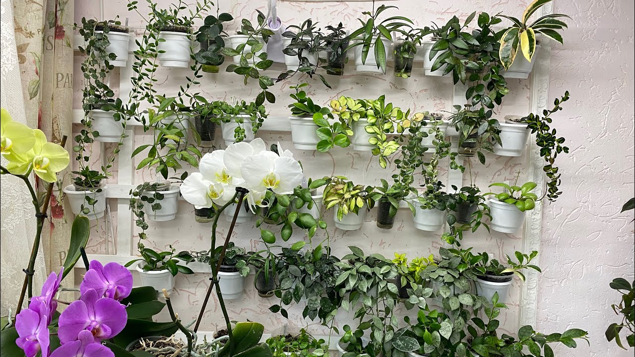 Уход за хойями на стене. Новинка хойя обскура вар.