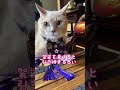 【猫のお参り】袈裟の重みを感じて #cat #cute #tabby
