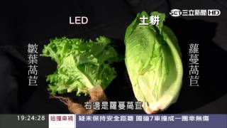 【新聞深一度】LED水耕菜乾淨漂亮缺日照恐缺營養｜三立新聞台
