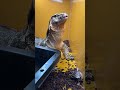 オオトカゲのワン君、うずらを食べる！