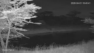 🔴 LIVE African Safari | 6 Maasai Mara Wildlife Cameras | Kenya 24/7