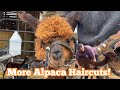Baby Alpacas 🦙 First Haircut