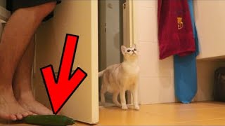 Cat Vs Cucumber Reaction | Cat Vs Cucumber Compilation | Cat Vs Cucumber | Cats Scared Of Cucumbers by Animal Society 6 views 1 year ago 4 minutes, 56 seconds