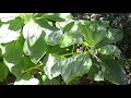 Eclipse Crescents Projected By Leaves