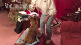 INTERMEDIATE TRICK DOG TITLE SUBMISSION Merge