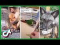 Try Not to Laugh While Watching Funny Animal Videos | Cutest TikTok Compilation