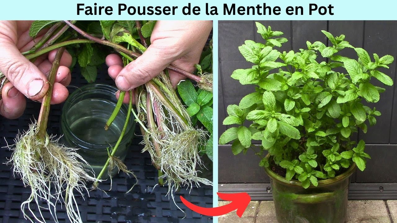 Arroser Menthe En Pot