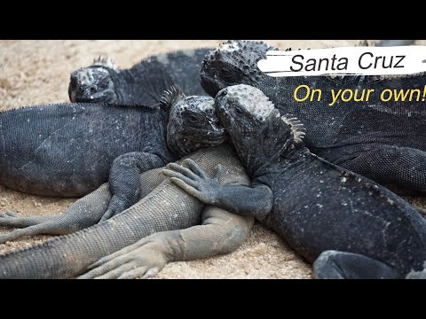 Galapagos on Your Own: Santa Cruz