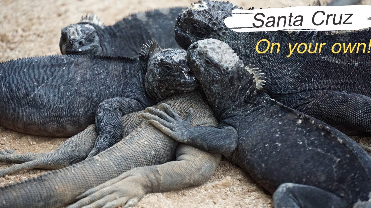 Галапагосы самостоятельно: Санта-Крус