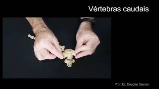 12 - Vértebras Caudais