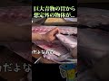 巨大青物のパンパンに膨れた胃を開けた結果... #shorts