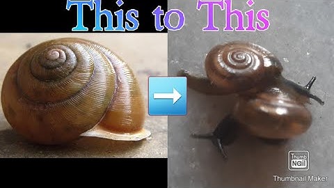 If your snails are not coming out of their shell !! what to do ??