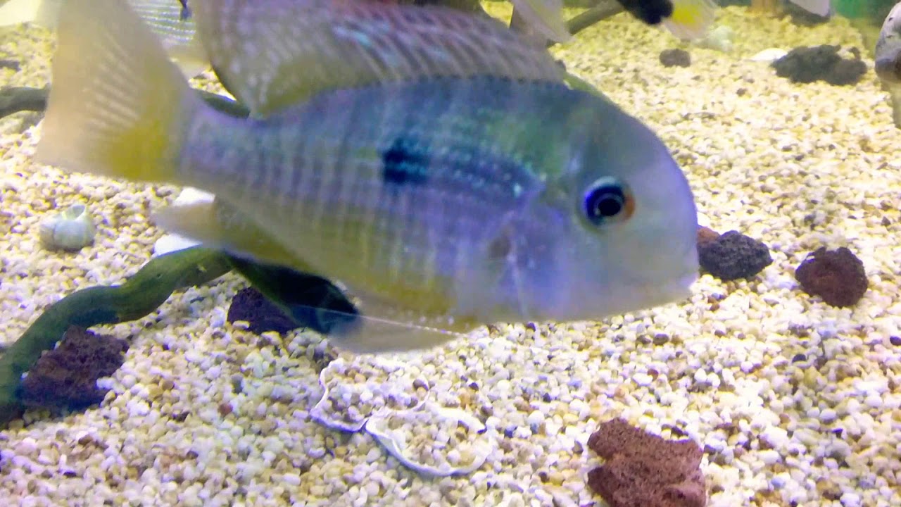 rare south american cichlids