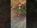 Japanese maple trees, how to select, water, feed and protect them from sun / wind!
