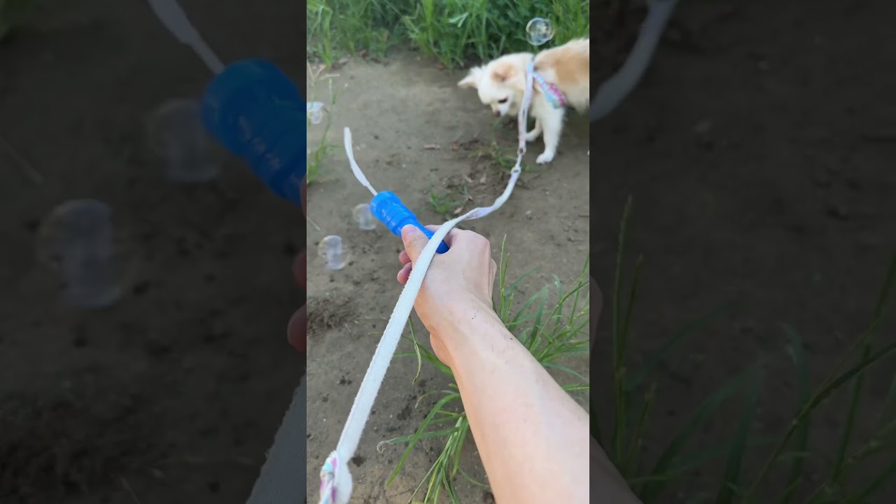 興味なさすぎる!!シャボン玉で遊ぶ飼い主と愛犬のチワワの様子