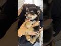 ぬいぐるみだった頃のとらの動画がでてきました#子犬 #柴犬 #豆柴 #黒柴 #豆柴とら日記 #パピー
