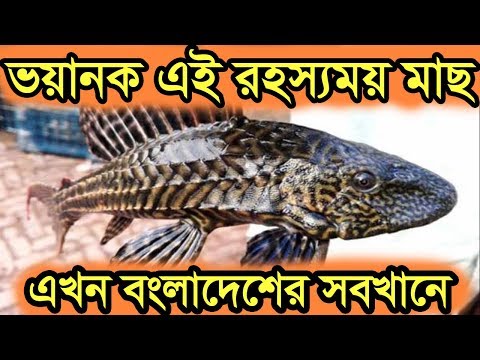 ভিডিও: ফিশ কি খায়?