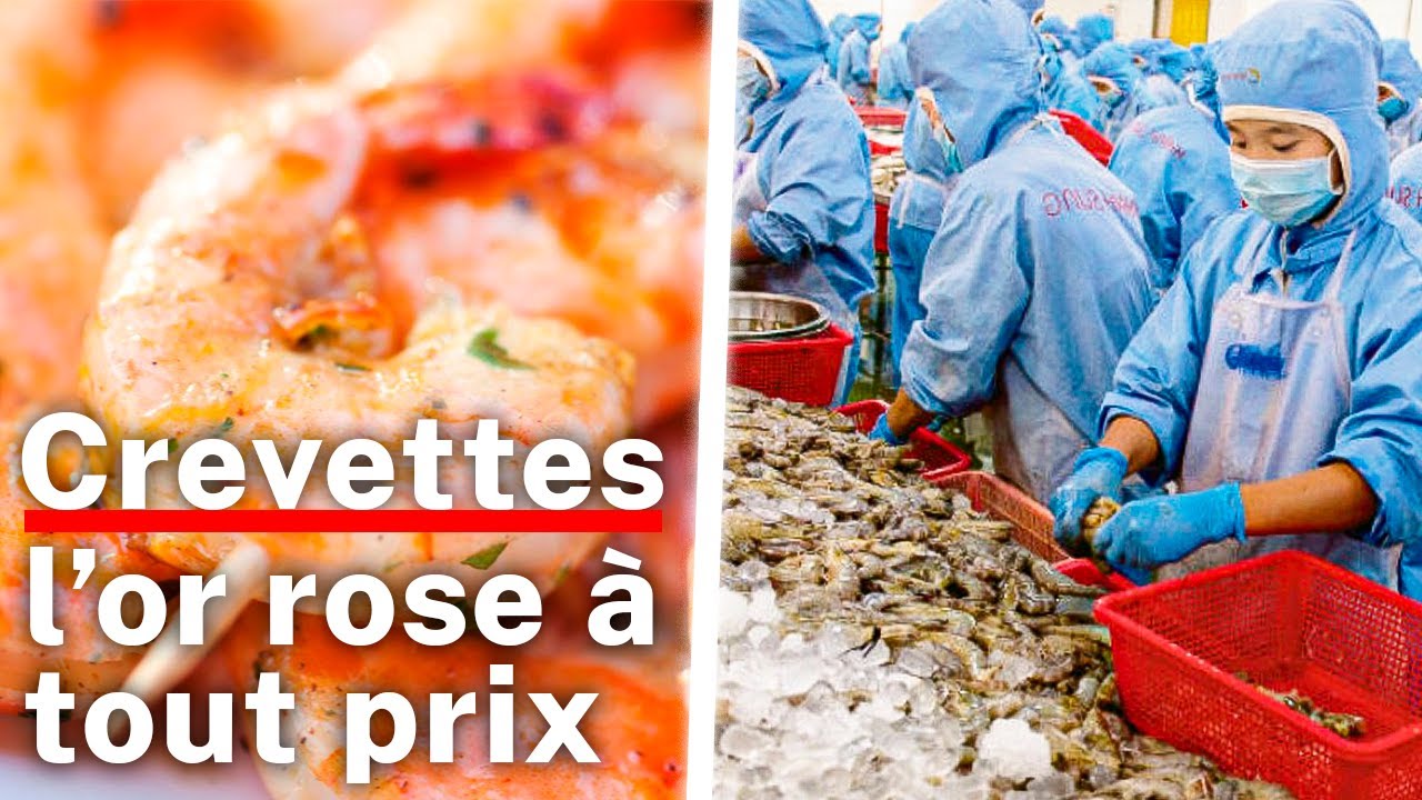 Elevage de crevettes, ce que cachent nos repas de fêtes