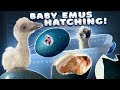 The CUTEST EBAY EMUS hatching!