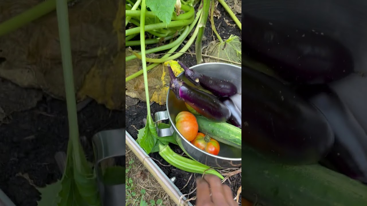 July garden harvest ❤️ 