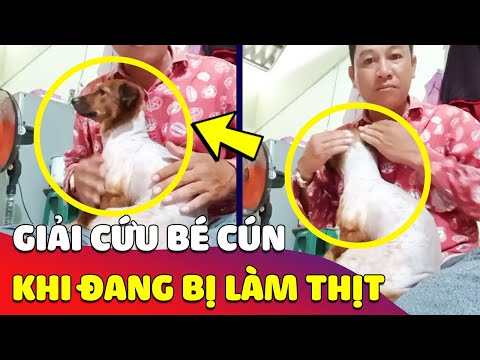 Video Thấy chú Cún 'ĐANG BỊ CẠO LÔNG', thanh niên liều mình... - youtube