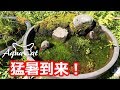 猛暑の中でもメダカは元気! メダカとネコ9 ビオトープのある暮らし 猛暑編