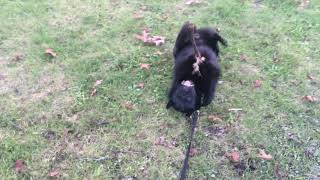 Schipperke refuses to walk.  Prefers upside down chew. by Schipperke Munchie 2,162 views 5 years ago 32 seconds