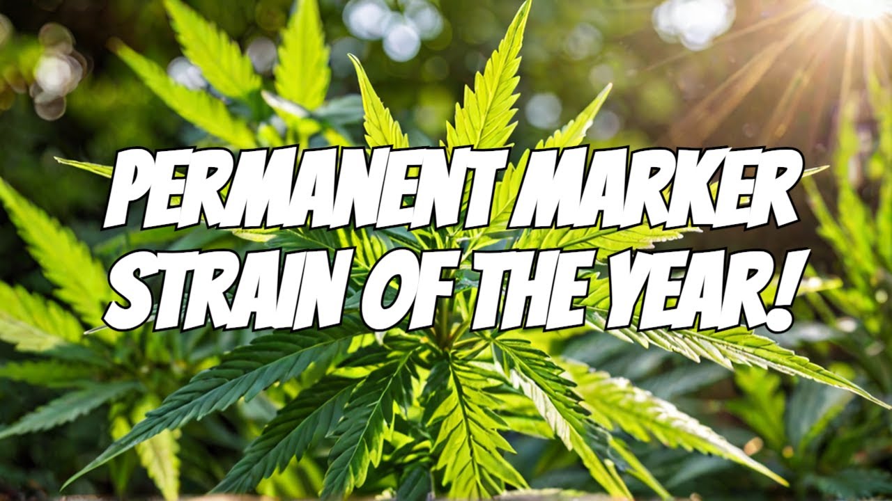2023 Leafly Strain of the Year Revealed