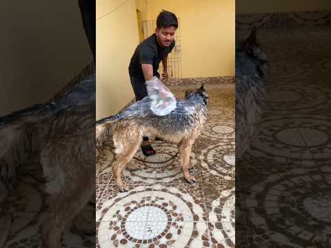 Keep These Things in Mind After Purchasing GERMAN SHEPHERD #shorts