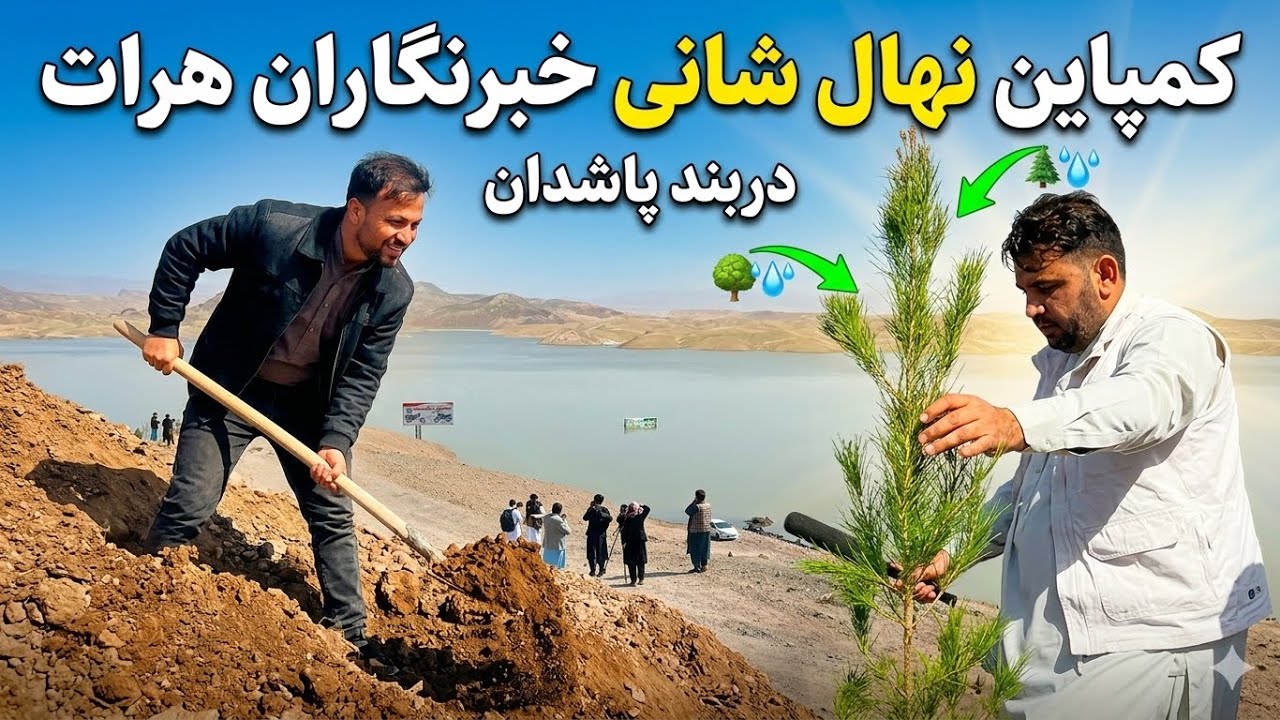 نهال شانی دربندپاشدان هرات کمیته حمایت ونظارت از خبرنگاران زون غرب 