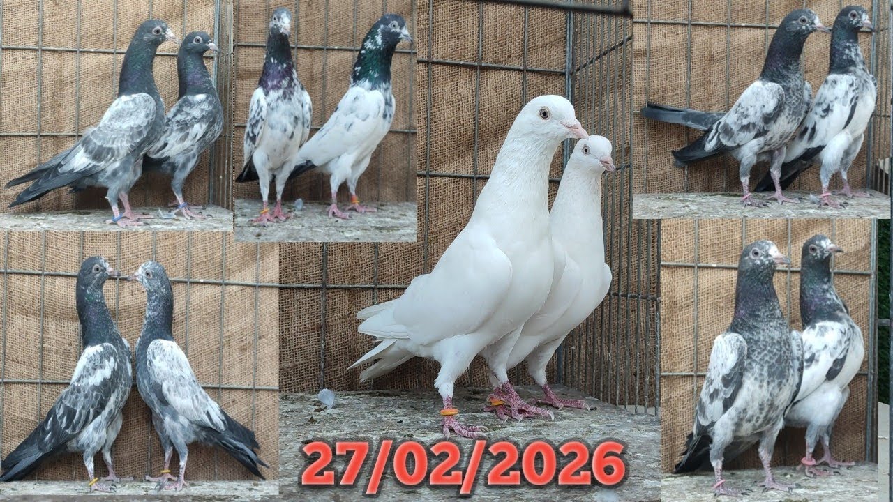 পাকিস্তানি টপ কোয়ালিটি টেডি বেবি ক্রয় করুন।। রফিক পিজন ব্যান্ডের পক্ষ থেকে ২৭/০২/২০২৬