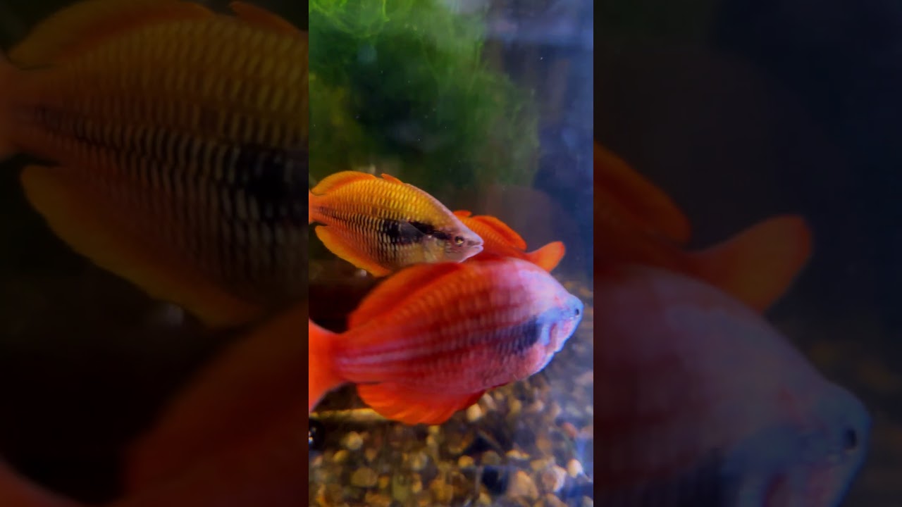 Tiny Silver Rainbowfish Turns Into THIS! - Melanotaenia Parva