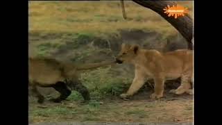 Nickelodeon Europe hungarian   Nick Jr Block january 2005