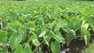 4K Amazing Beautiful Love Poi Detes