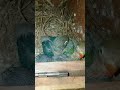 My Lovebird Chicks | فراخ طيور الحب الخاصة بي | Anakan Lovebirdku | मेरी लवबर्ड चिक्स | #birds