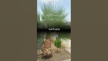 قرآن كريم#تلاوة_خاشعة#قران_كريم#محمد#ياسر_الدوسري#ماهر_المعيقلي#هند#باكستان#تلاوة_مؤثره#عراق#سعودية