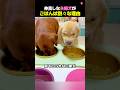 仲良しな夫婦犬がごはんを別々にする理由