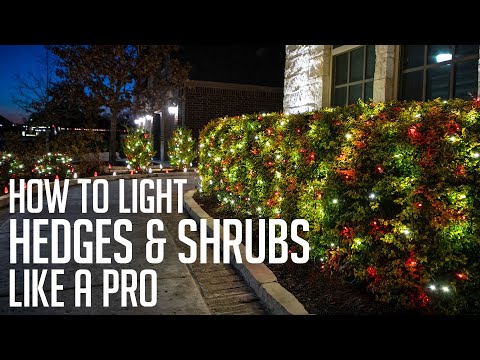 Christmas Light Ideas for Bushes: Transform Your Garden into a Winter ...