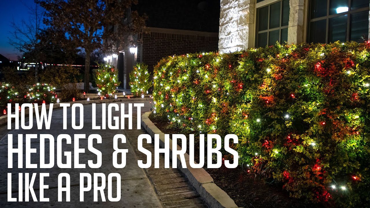Discover 76+ decorating bushes with christmas lights latest