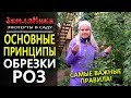 Обрезка роз осенью. Как правильно обрезать розы на зиму?