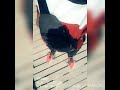 راب امريكي mp3