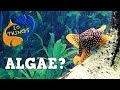 Conquering Aquarium Algae, Is It Easy Or Impossible? 10 Things Algae!