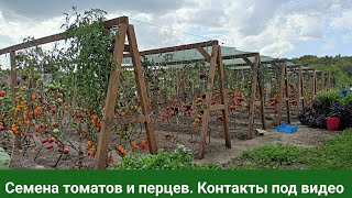 видео: Коллекционные томаты и арбузы в открытом грунте в конце августа картинка: Коллекционные томаты и арбузы в открытом грунте в конце августа