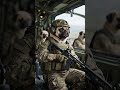 pug Soldier In Helicopter Gear , ready for battle #aiautomation #cartoonvideos #funny #babyshorts