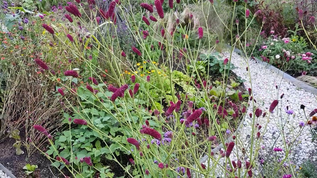 Sanguisorba 'Cangshan Cranberry'
